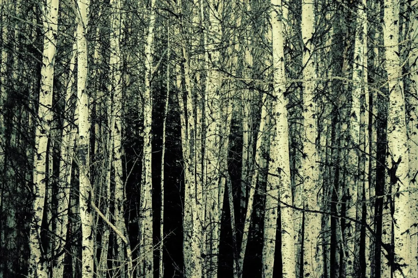 Birch pellicola backlit da Robin Delean