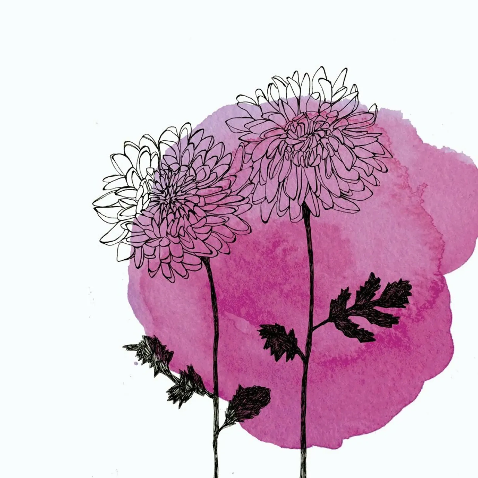 Chrysanthemum pellicola backlit da Morgan Kendall