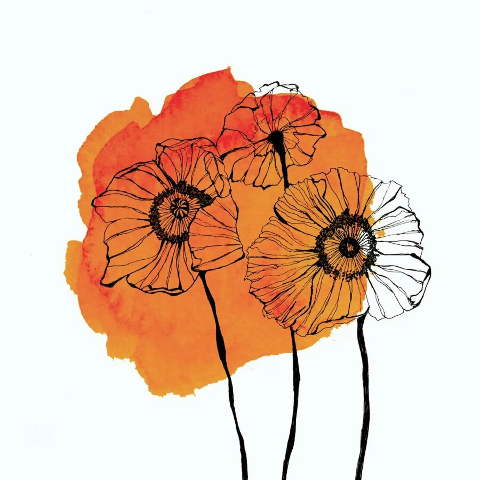Poppies pellicola backlit da Morgan Kendall