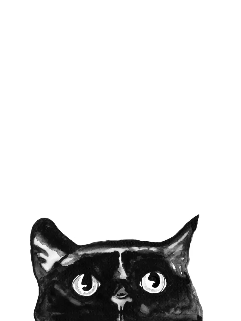 Curious black Cat hahnemühle by Illustration Raissa Oltmanns