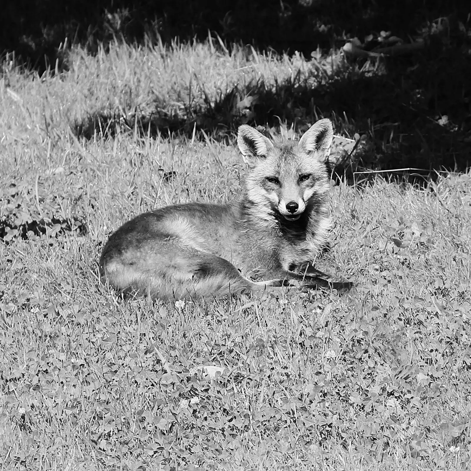 Peanut the fox carta hahnemühle da DragonFly