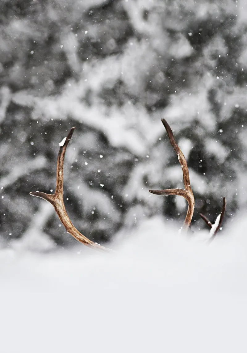 Reindeer Standing poster da abnerssonstudio