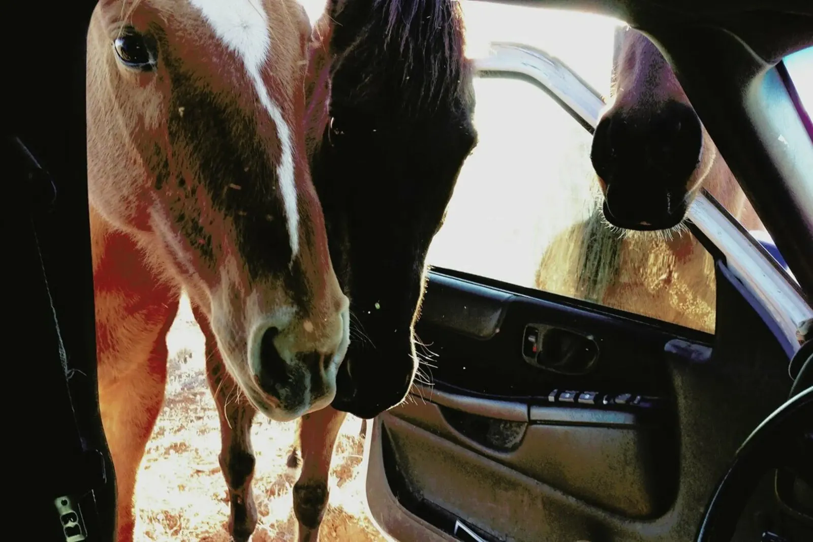 Car Horses hahnemühle by Kevin Russ