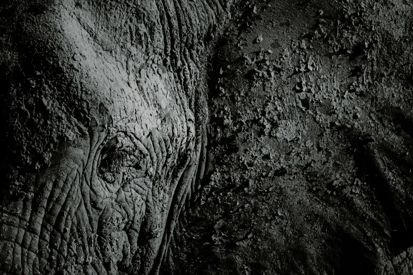 Natural Texture - Ibrahim Canakci poster da Pictufy