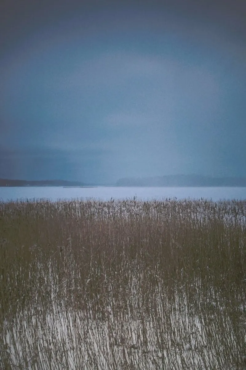 The Reeds pellicola backlit da Pale Grain