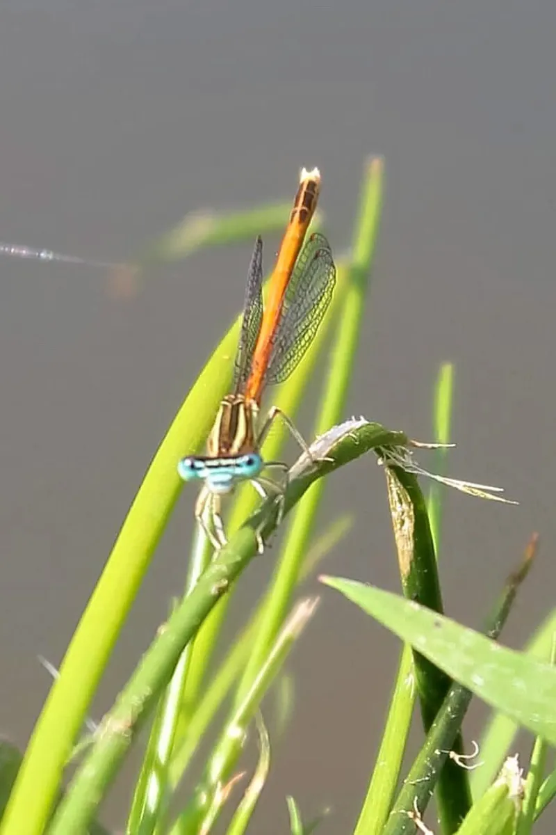 Lo sguardo di una libellula carta hahnemühle da MiniClic