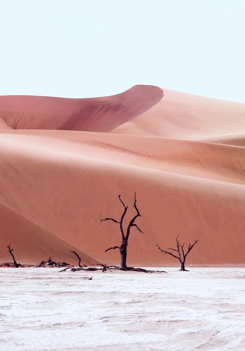 Foresta antica Namibia pellicola backlit da arizrab