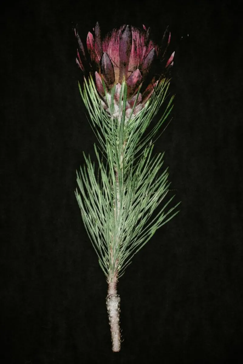 Fynbos Protea pellicola backlit da Shot By Clint