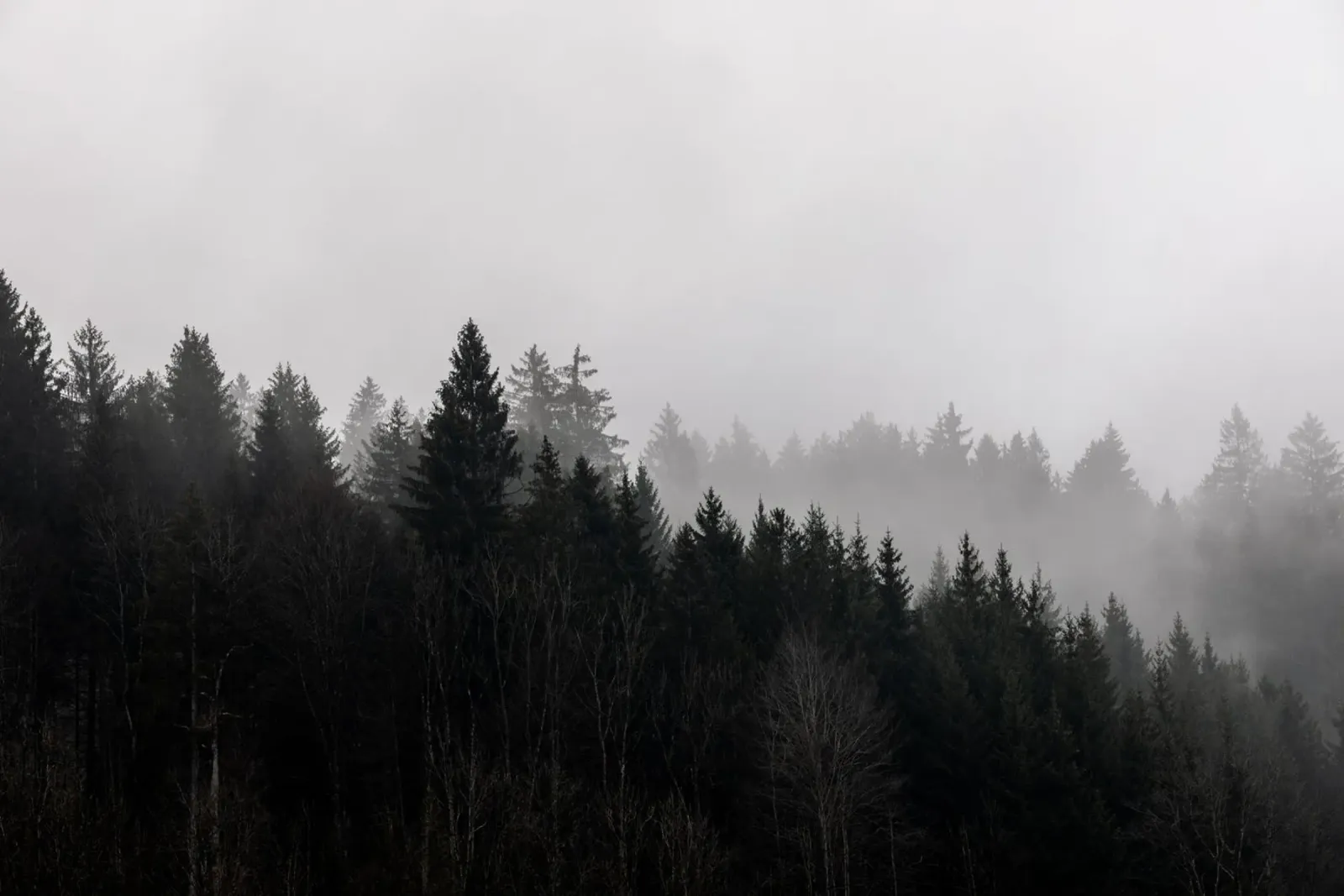 Foggy Woods 7 poster with plastic frame by Mareike Böhmer Photography