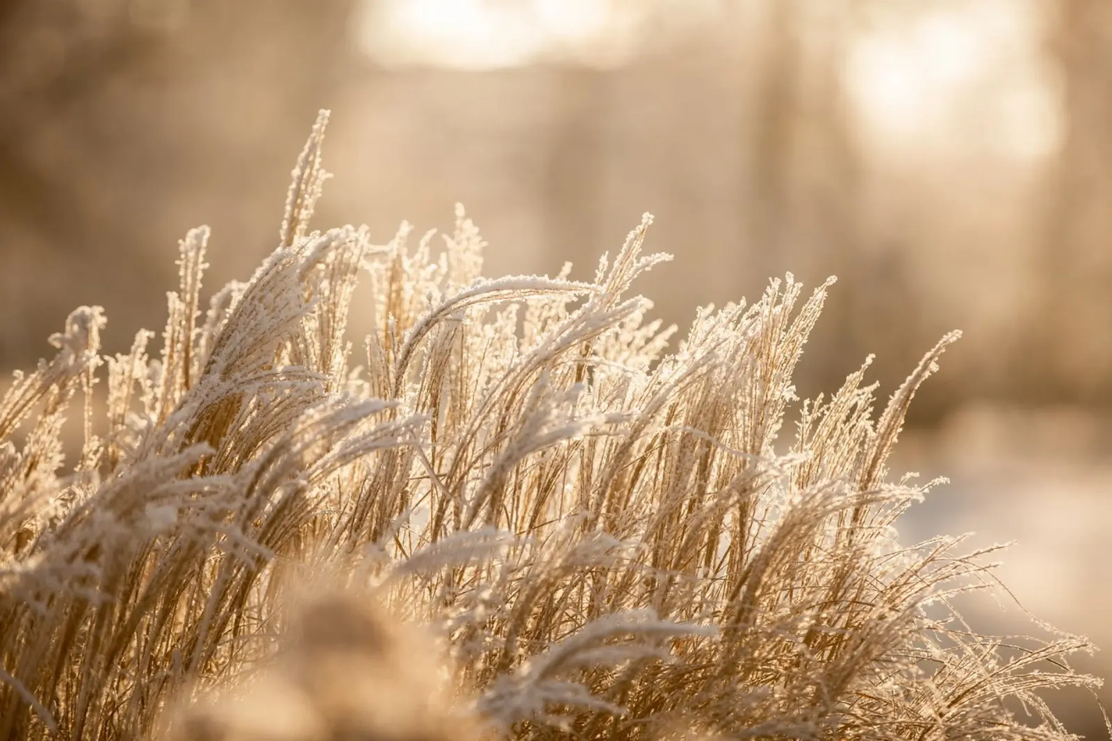 Hoarfrost 1 carta hahnemühle da Mareike Böhmer Photography