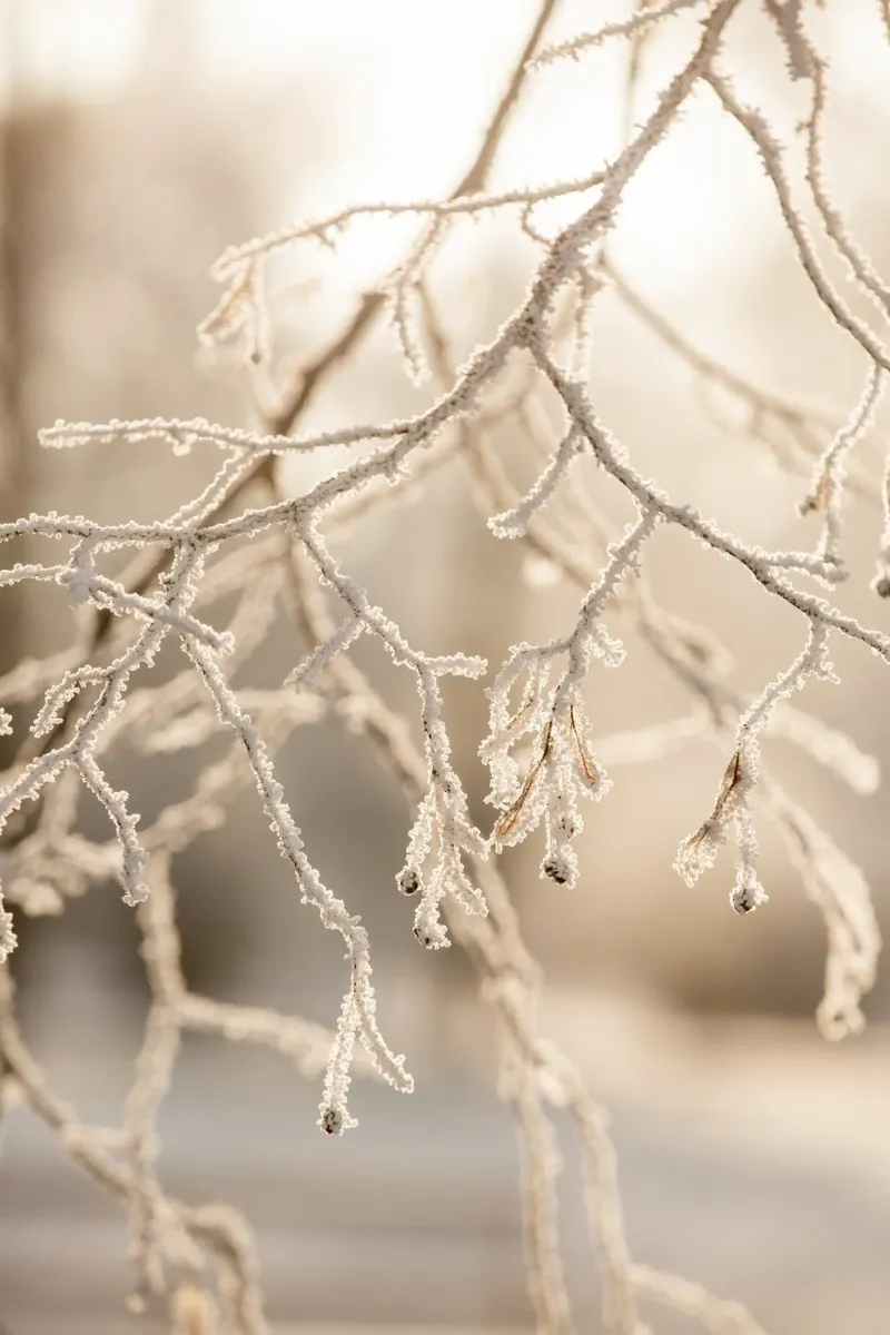Hoarfrost 2 plexiglass da Mareike Böhmer Photography