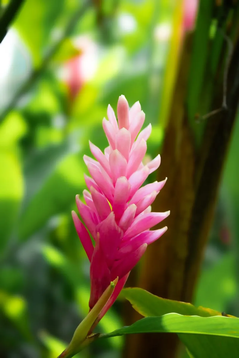 Tropical pink flower canvas by Léa Lefebvre Photography