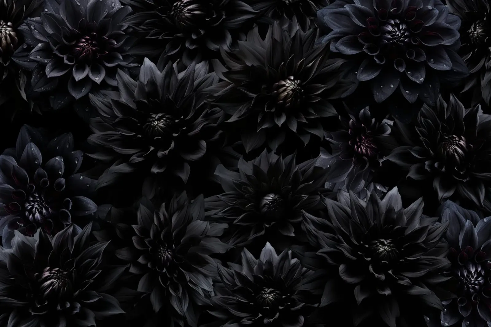 Dalia nera gotica Giardino mistico di mezzanotte pellicola backlit da Flower Garden - Uta Naumann
