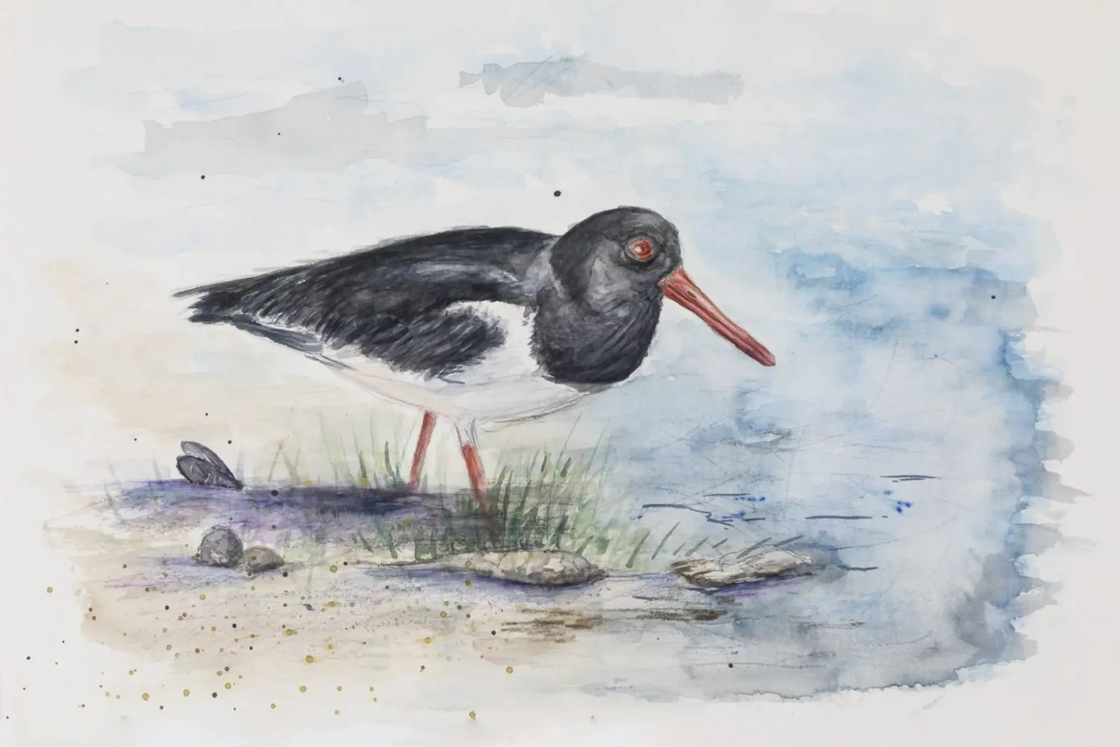 Austernfischer "Haematopus ostralegus" acrylic glass by Barbara Buderath Illustrationen