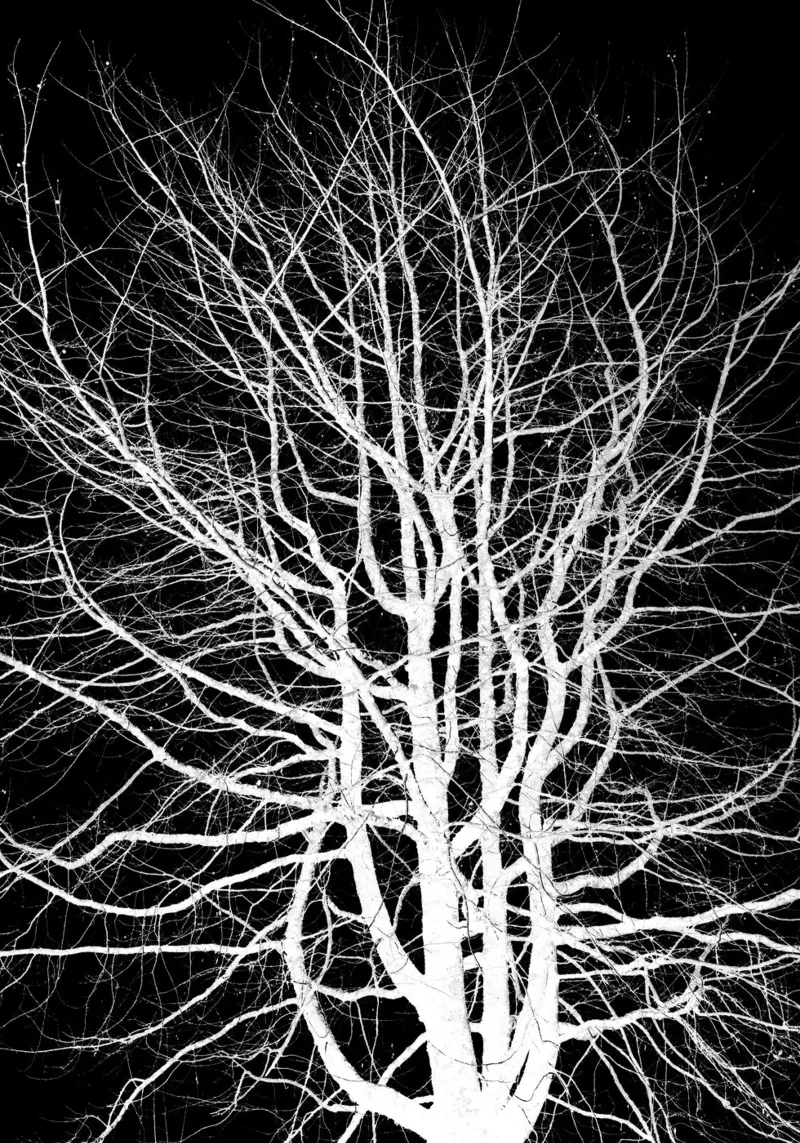 Tree of Life #1 hahnemühle by rafael campezato