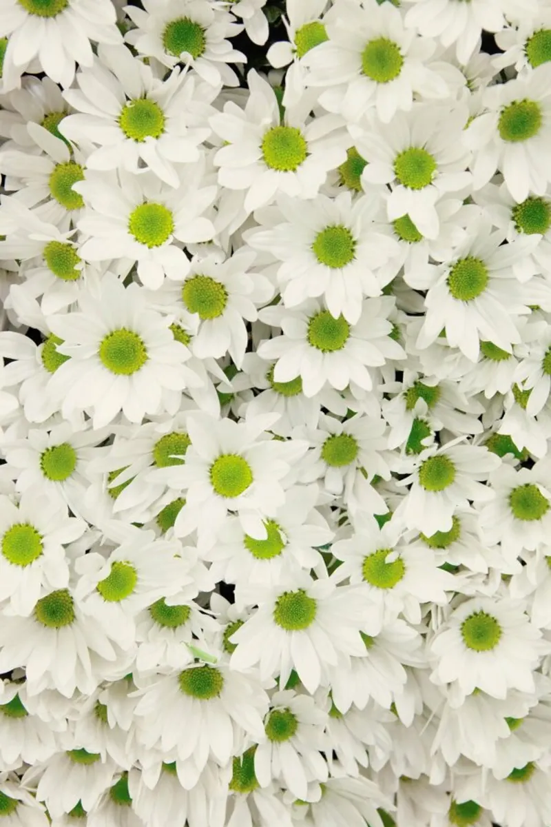 Daisy carta hahnemühle da Catherine McDonald