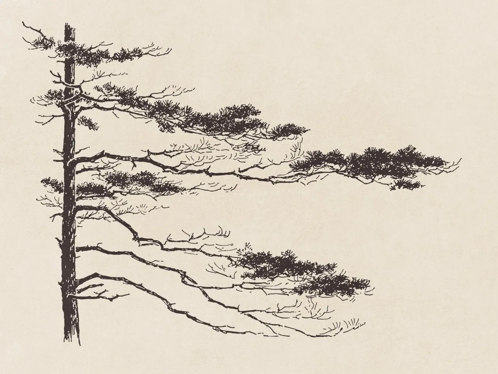 Pine Tree Branch no. 2 plexiglass da apoloprints