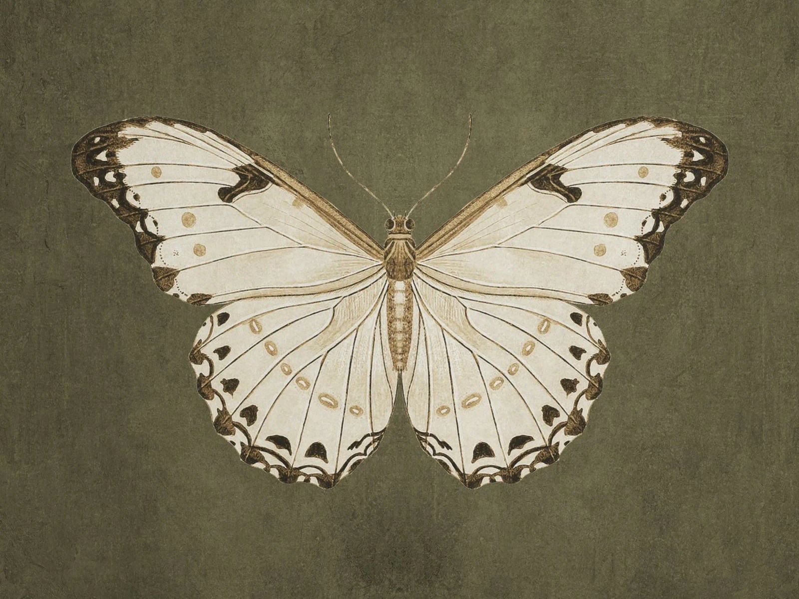 Moody Butterfly Poster von apoloprints