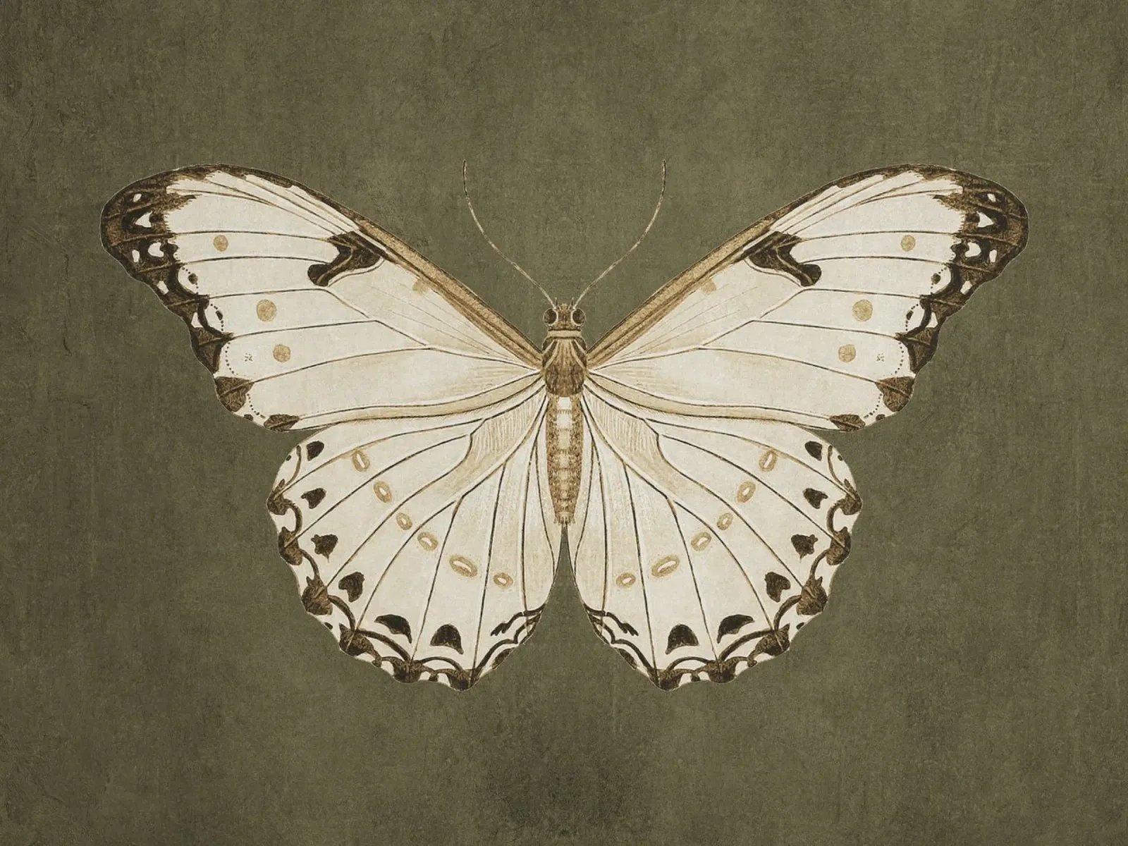 Moody Butterfly carta hahnemühle da apoloprints
