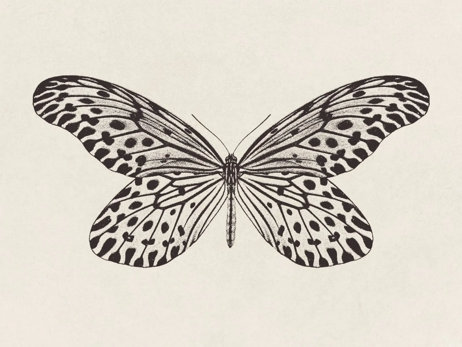 Butterfly Boho Sketch no. 1 pellicola backlit da apoloprints