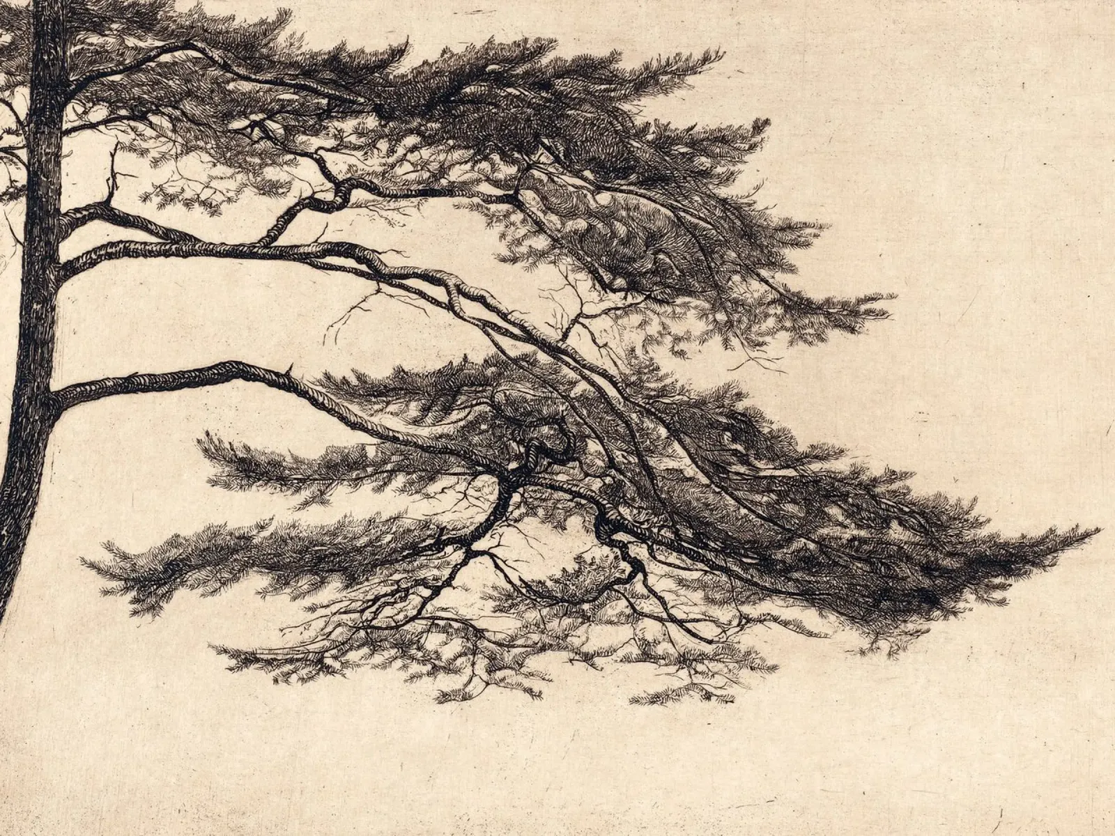 Pine Tree Branch no. 1 pellicola backlit da apoloprints