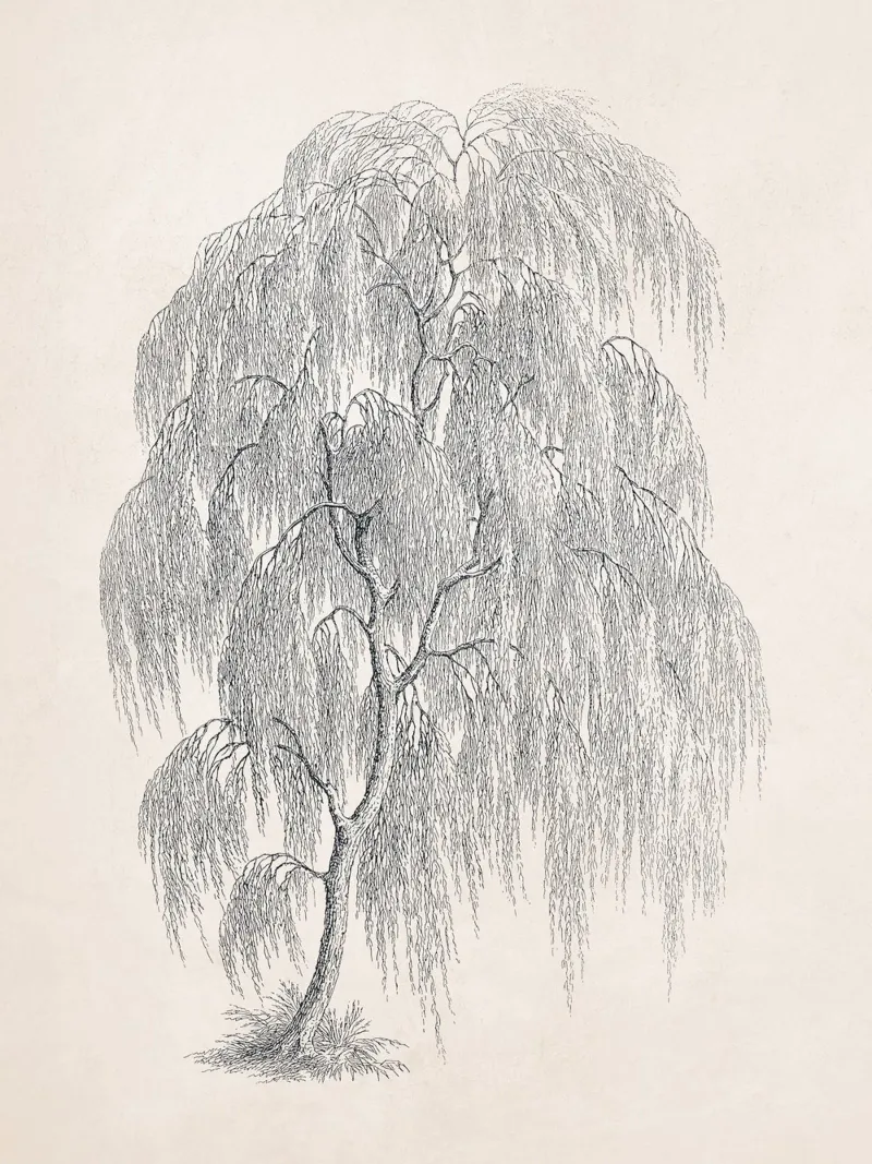 Willow Tree Sketch no. 1 plexiglass da apoloprints