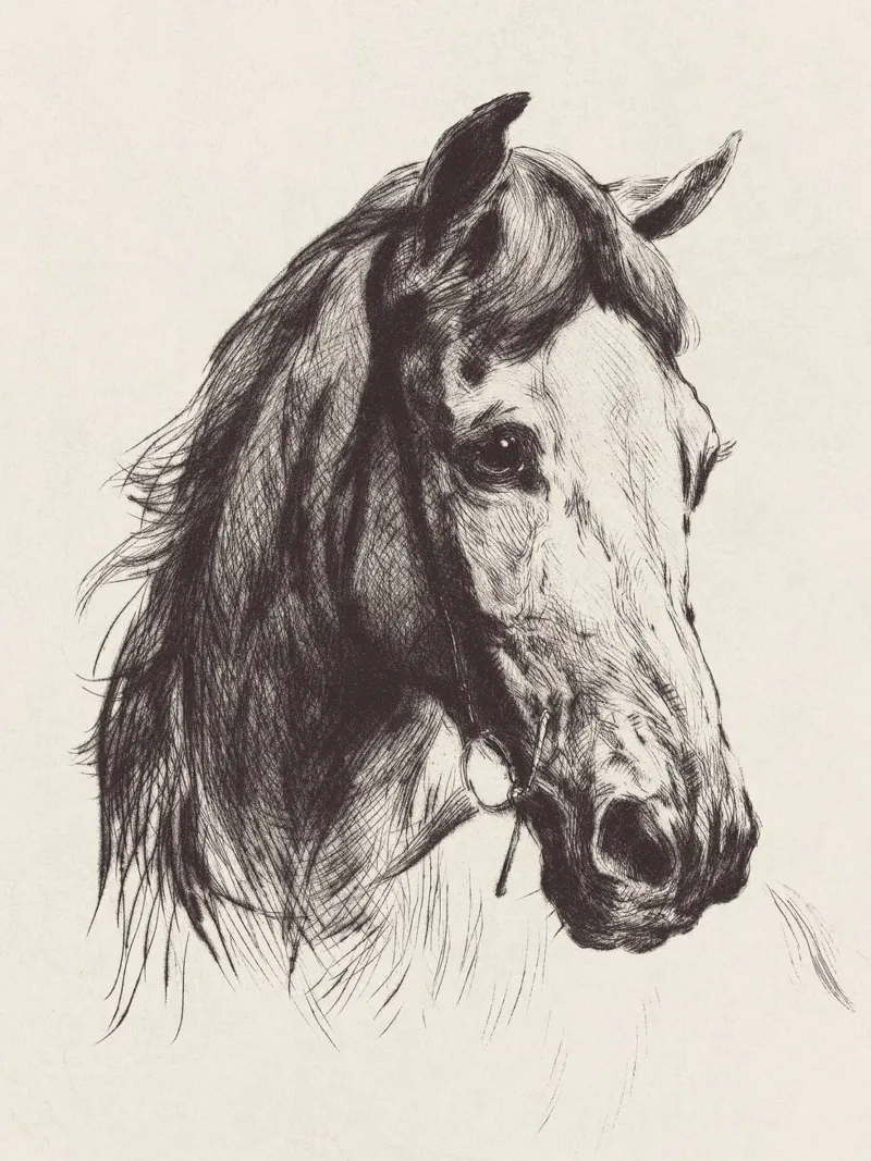 Horse Sketch no. 1 pellicola backlit da apoloprints