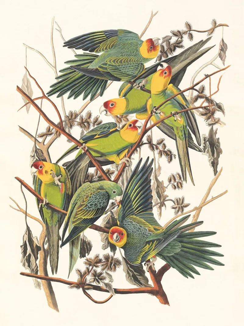 Carolina Parrots pellicola backlit da apoloprints
