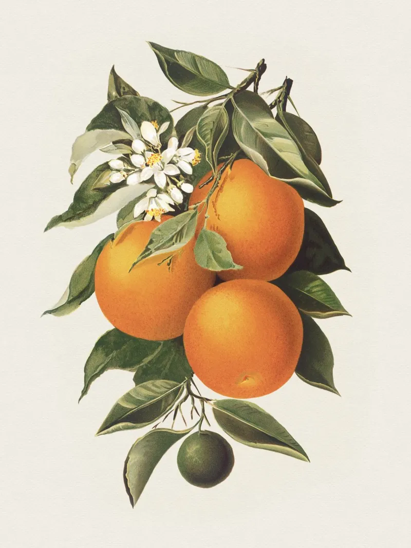 Orange Branch no. 1 pellicola backlit da apoloprints
