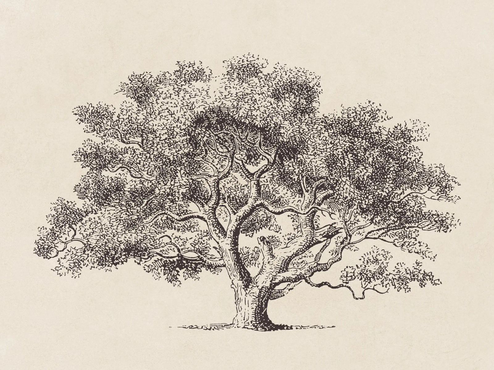 Spring Oak Tree Sketch pellicola backlit da apoloprints