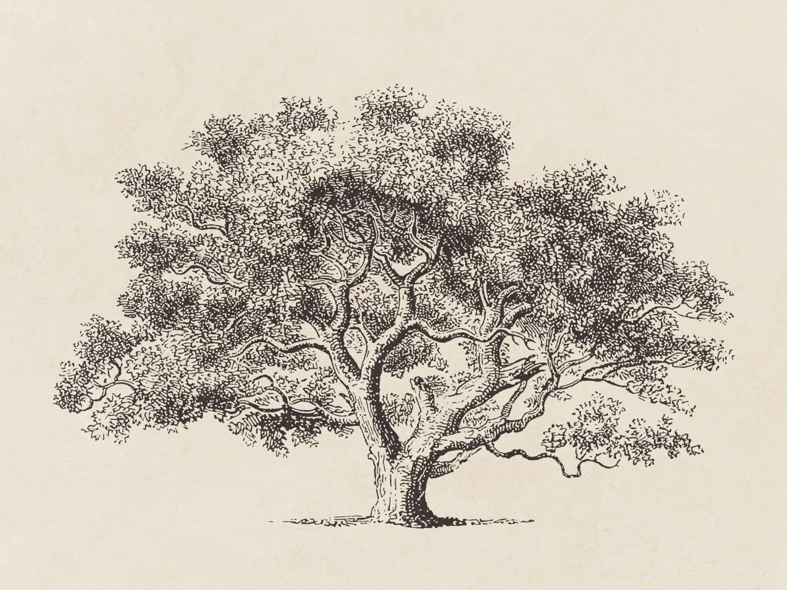 Spring Oak Tree Sketch poster da apoloprints