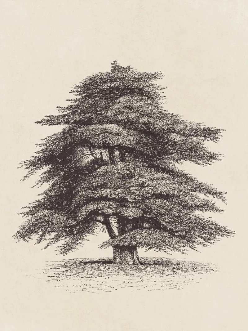 Cedar of Lebanon Tree Sketch pellicola backlit da apoloprints