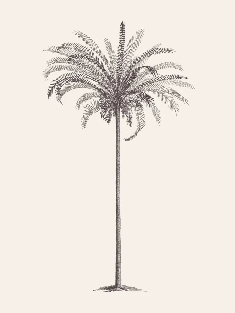 Palm Tree Sketch no. 4 pellicola backlit da apoloprints