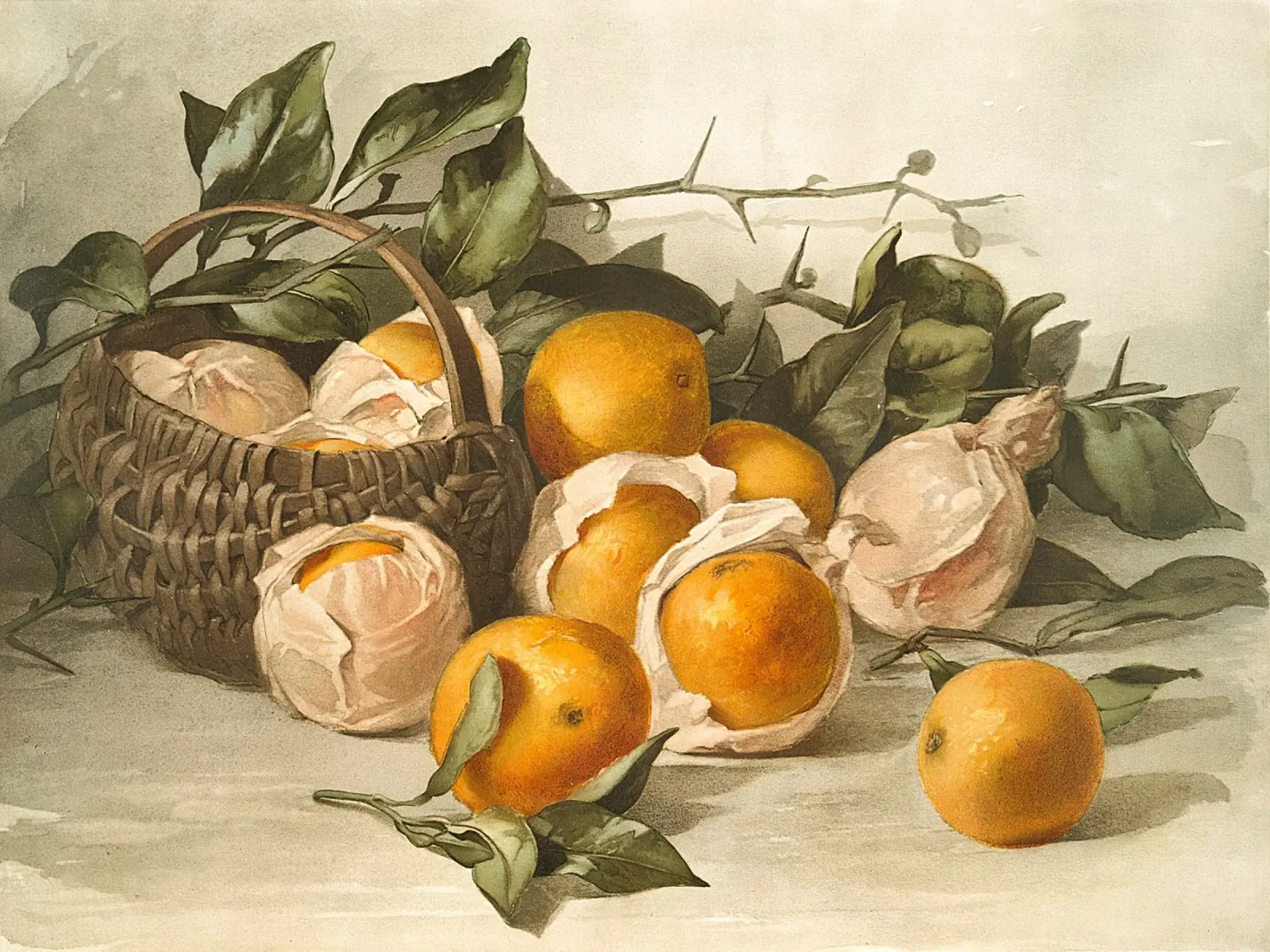 Oranges Watercolor carta hahnemühle da apoloprints