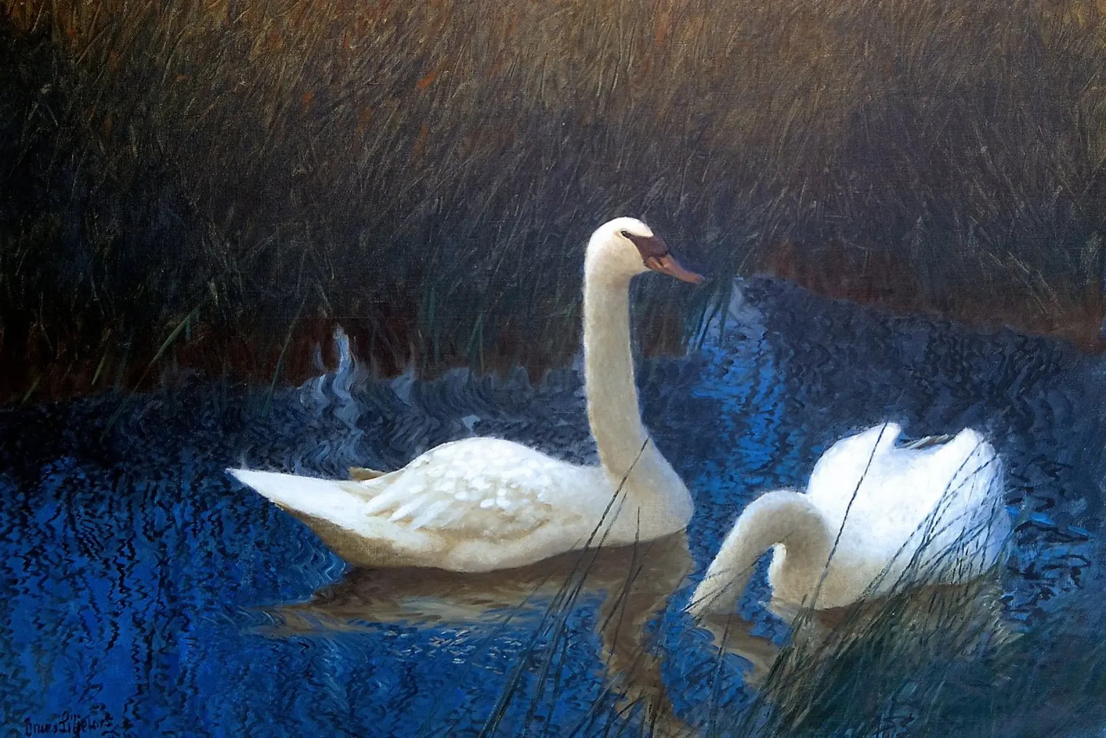 White swans pellicola backlit da apoloprints