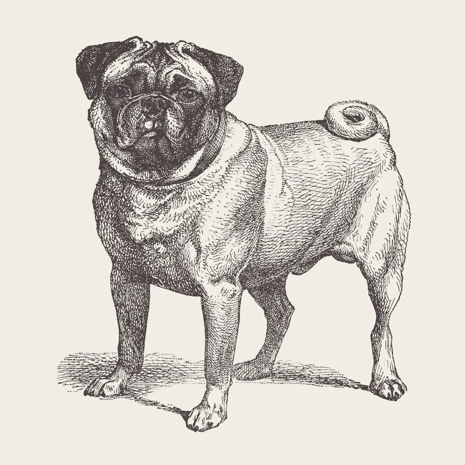 Pug Dog Sketch pellicola backlit da apoloprints