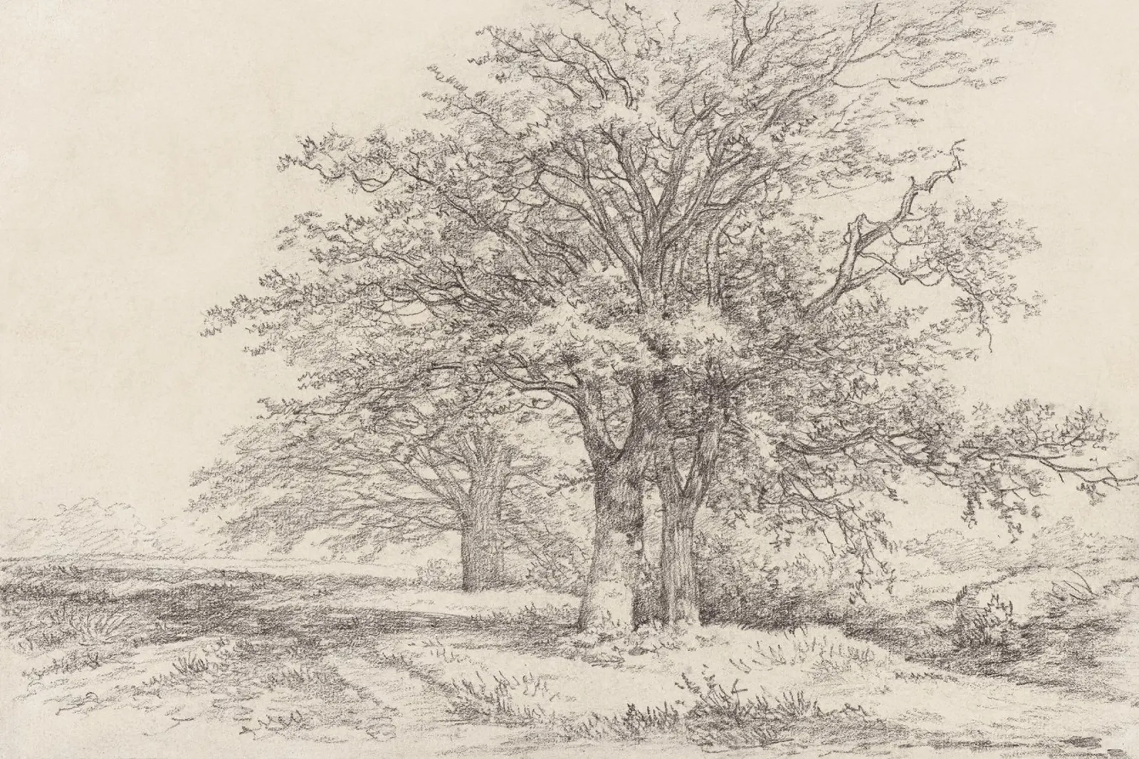 Tree Landscape Sketch pellicola backlit da apoloprints