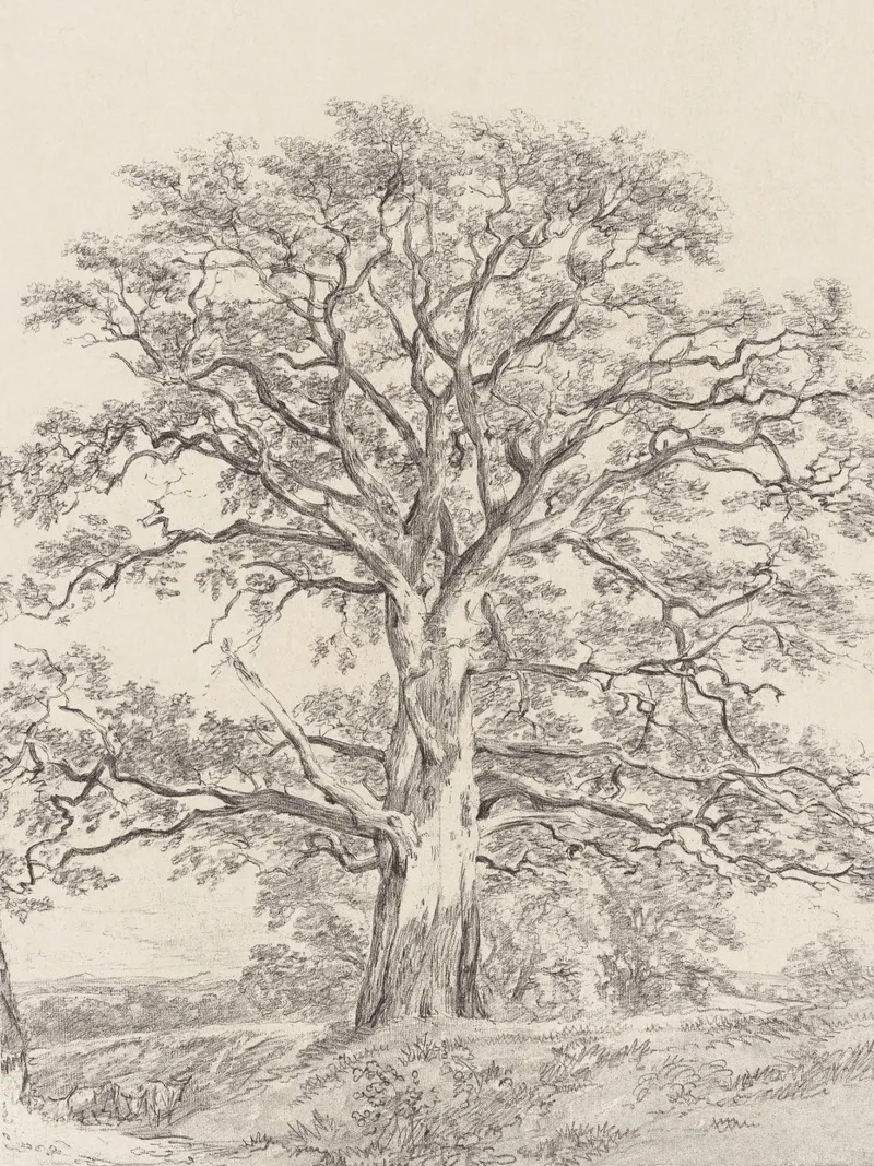 Great Oak Tree Sketch pellicola backlit da apoloprints