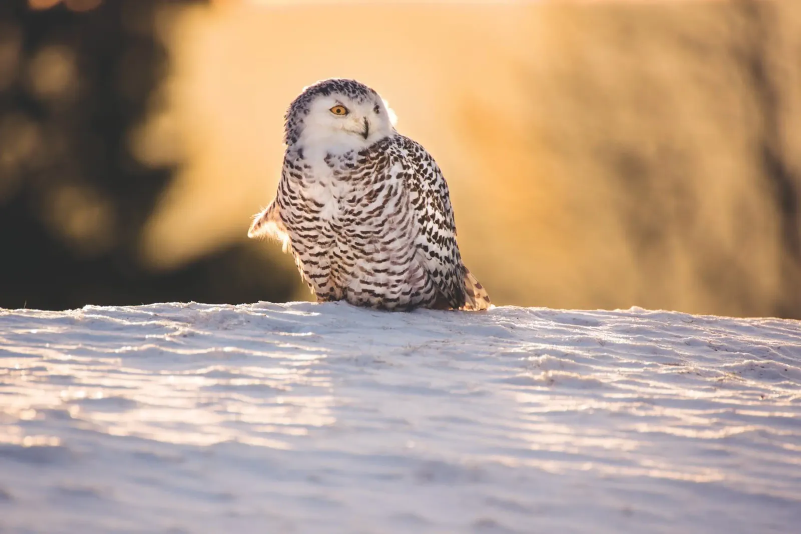 Gufo delle nevi al tramonto pellicola backlit da Dave Hare Photography