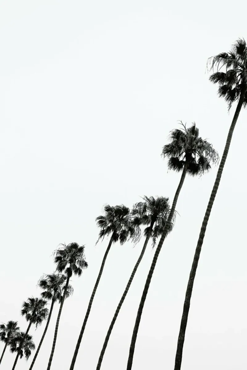 Cali Palms pellicola backlit da Shot By Clint