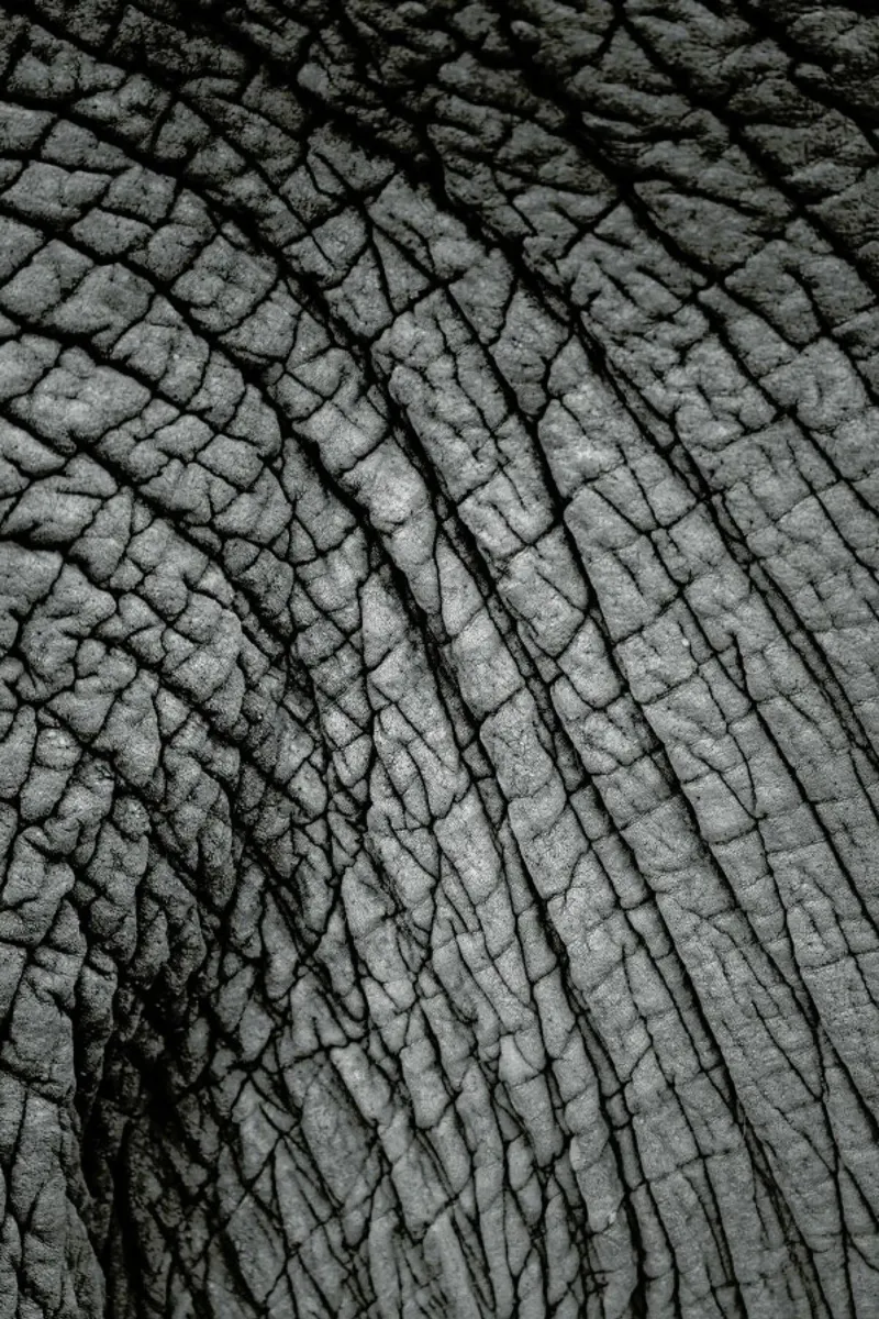 Nambithi Elephant 02 pellicola backlit da Shot By Clint