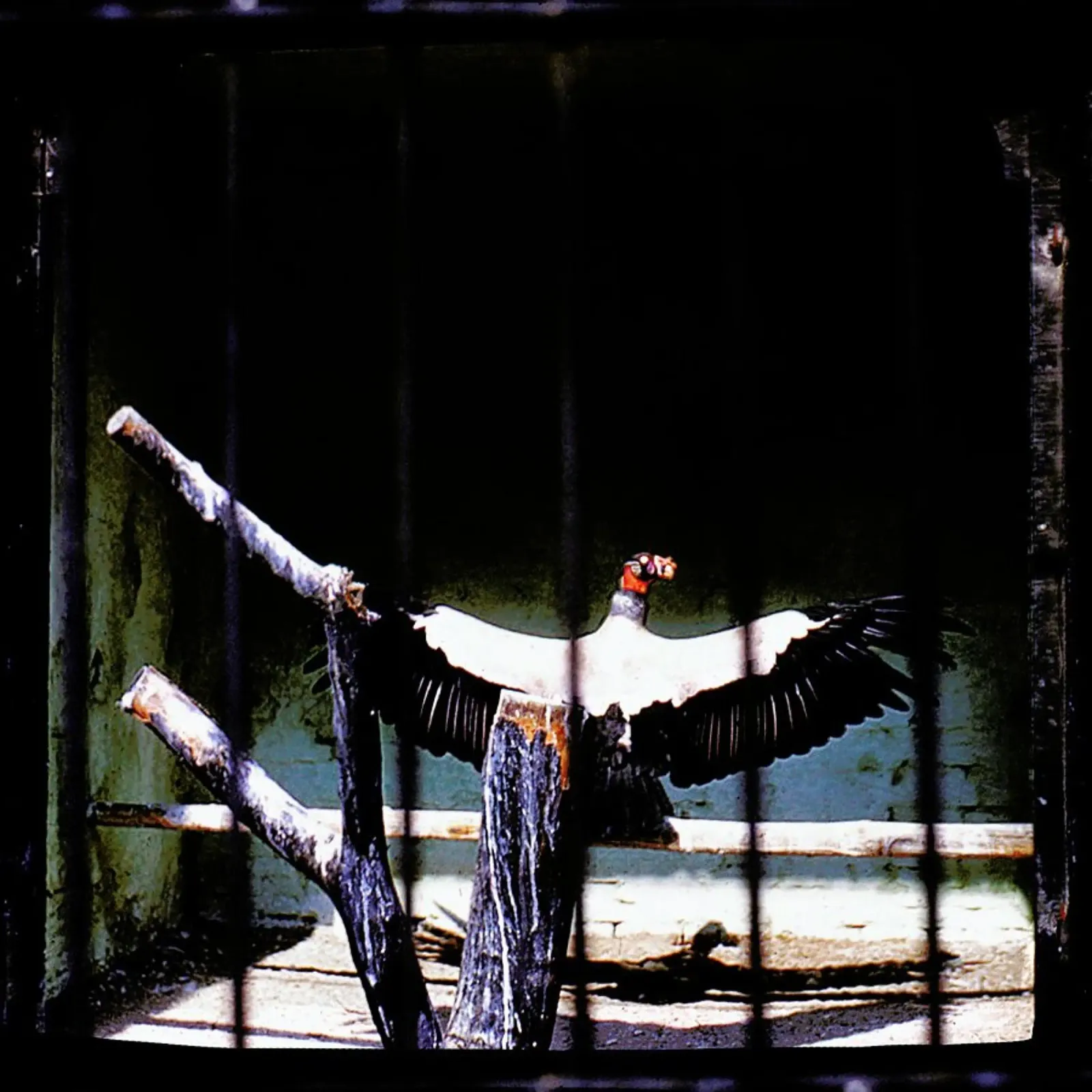 Bird in cage poster con telaio in alluminio da Sophie Etchart