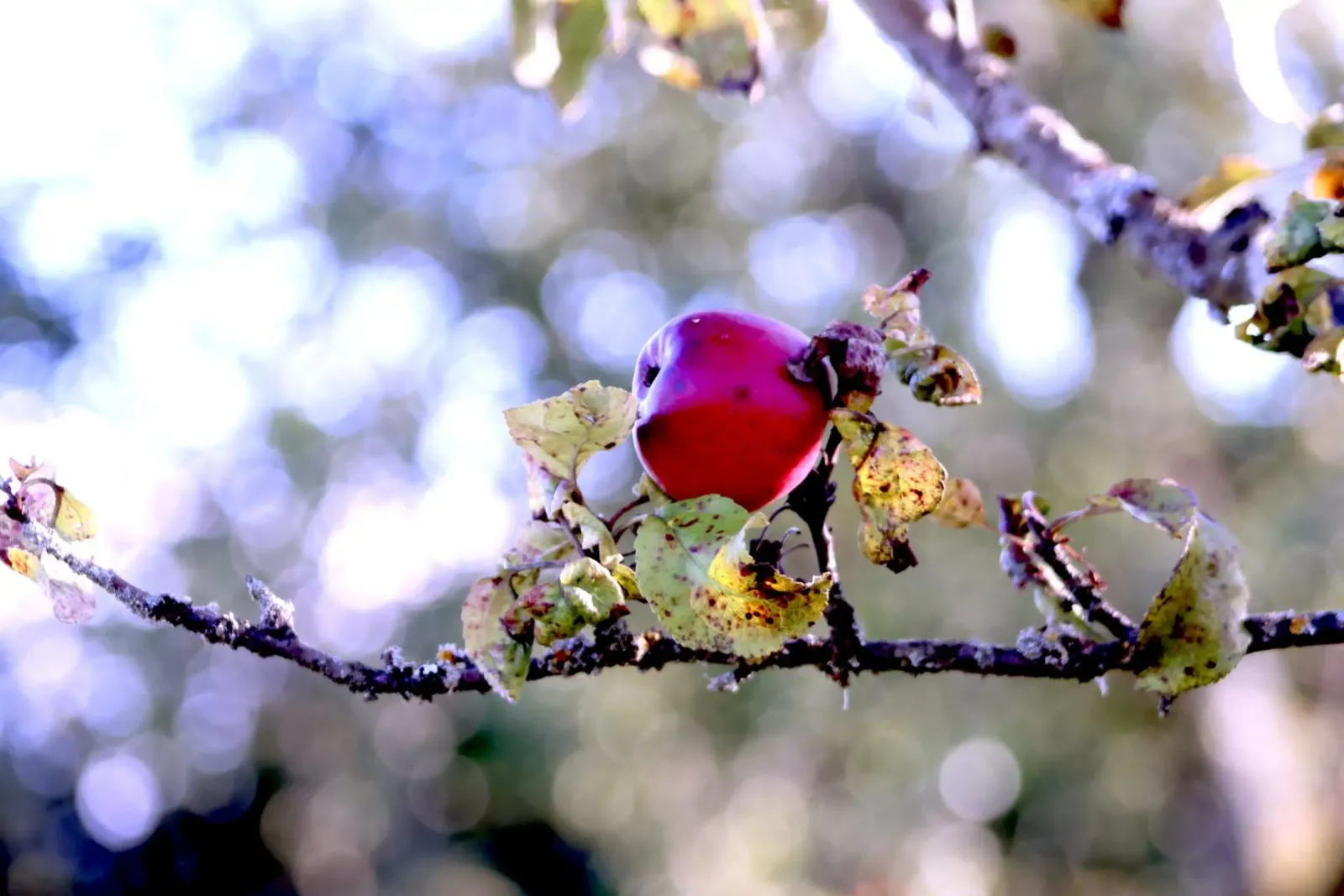 The lonely apple on the tree canvas with Floater frame by Alexandra Joseph Fotomomente