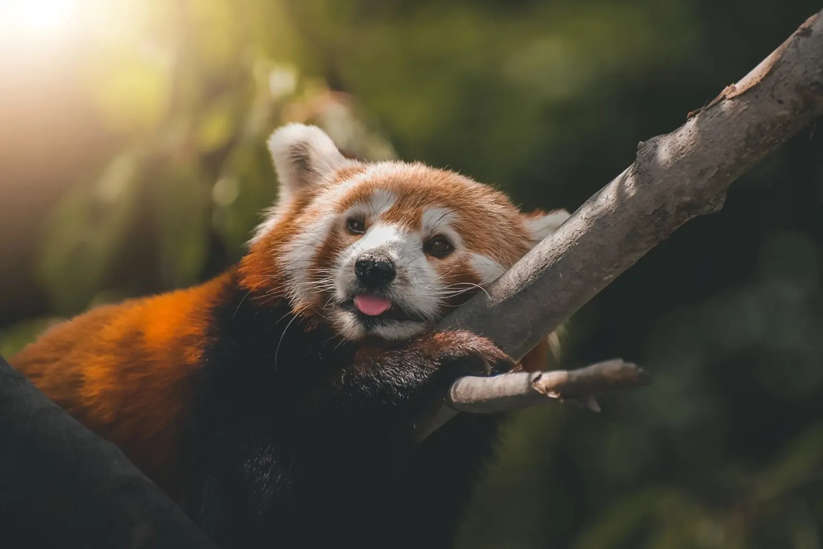 Roter Panda – Der kleine Waldgeist Poster mit Kunststoffrahmen von fokusfernweh