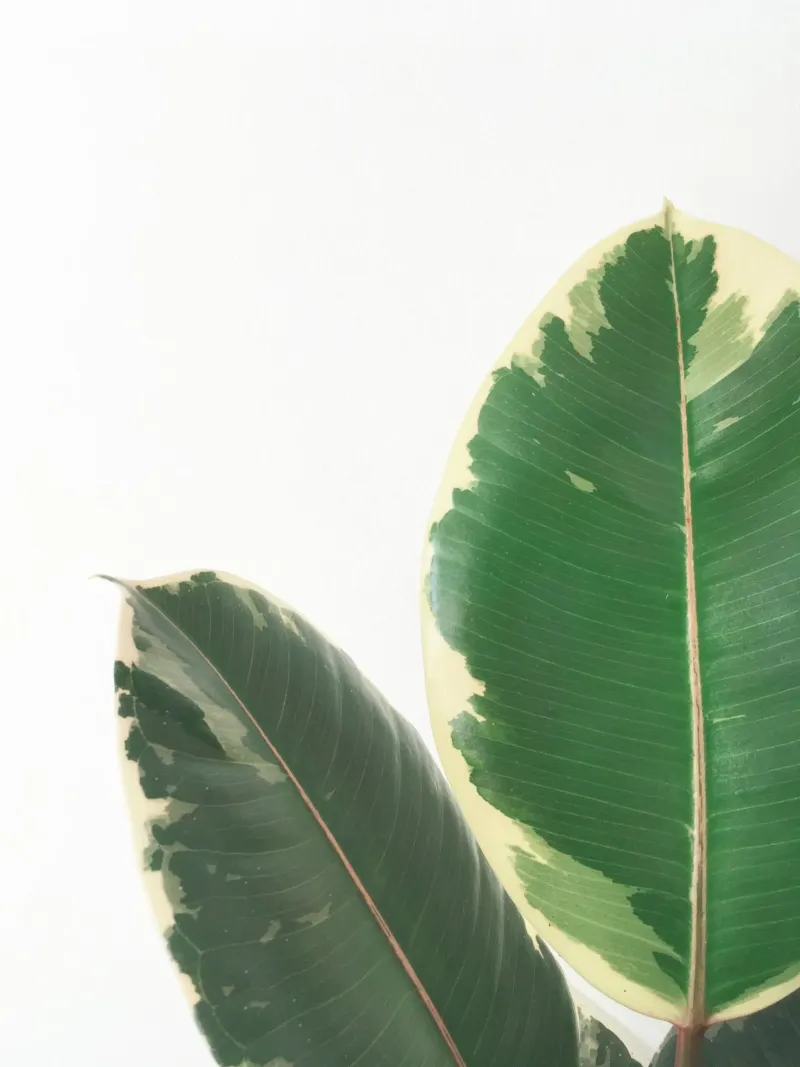 Studio delle foglie pellicola backlit da Cassia Beck Photography