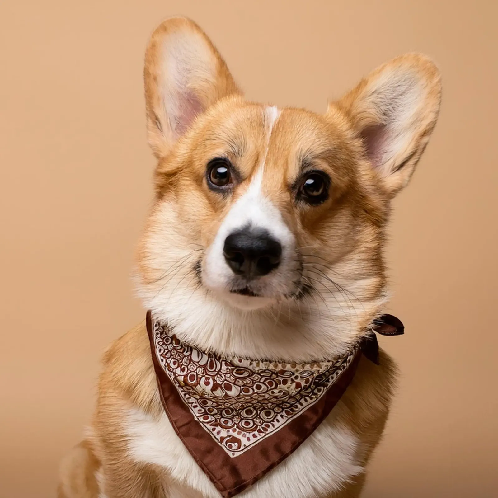 Charmant Corgi dans un bandana stylé | Adorable portrait de chien hahnemühle de FlexiDesignsByK