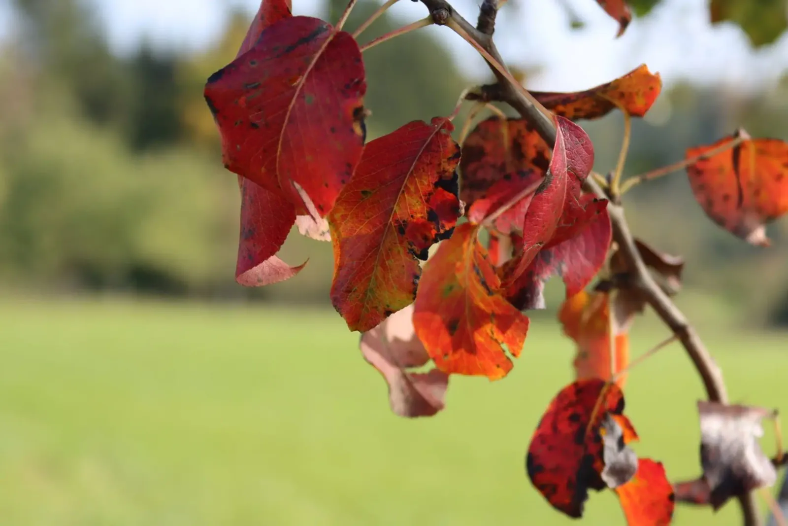 Autumn colours canvas by Alexandra Joseph Fotomomente