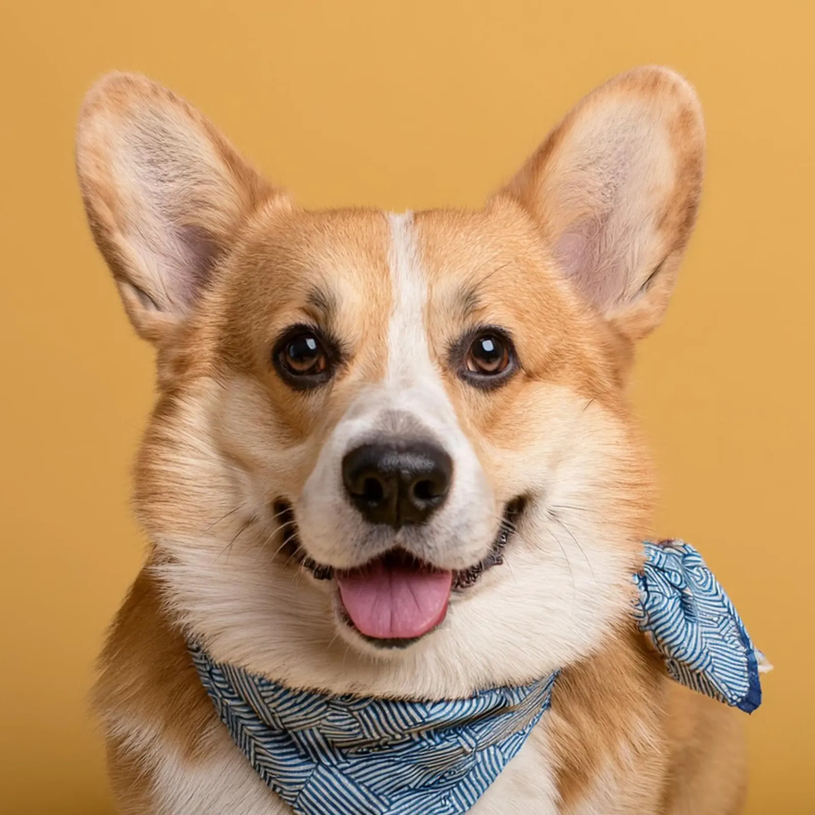 Lächelnder Corgi in blauem Bandana | Liebenswerte Hundewandkunst Forex-Platte von FlexiDesignsByK