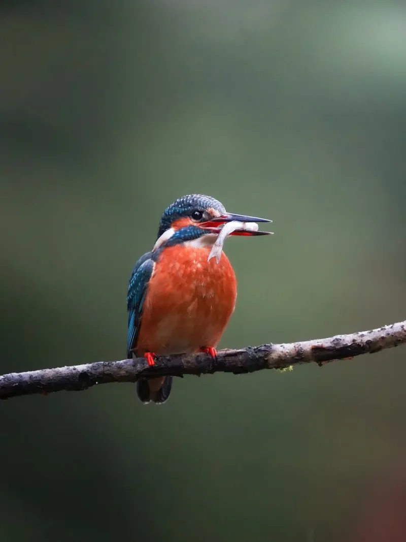 Martin pescatore con pesce pellicola backlit da Tom's Wildlife
