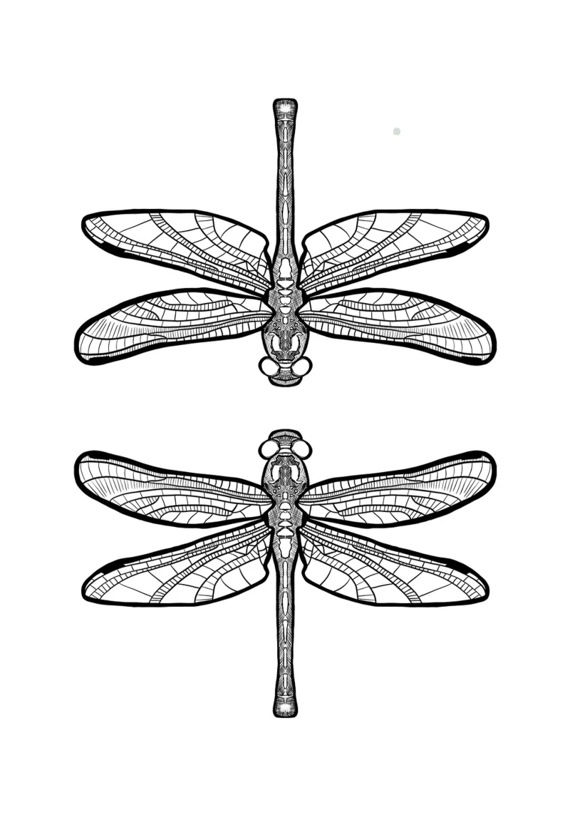 Libellen - Linienzeichnung Line Art pellicola backlit da BAINAI